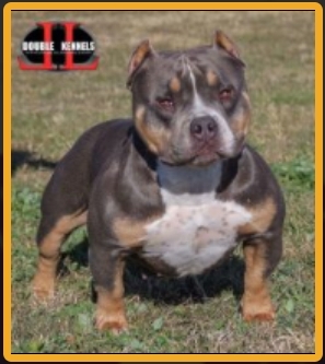Dog Featured Image