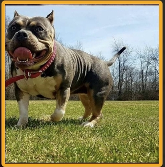 Dog Featured Image