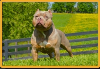 Dog Featured Image