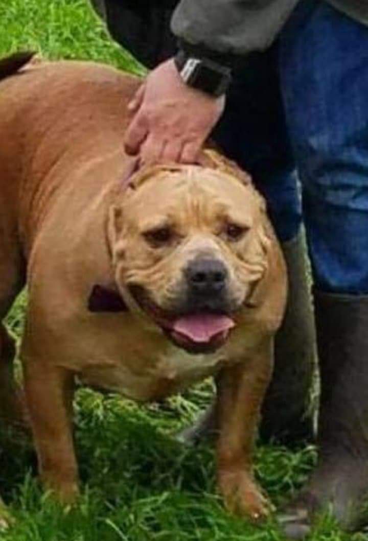 Dog Featured Image