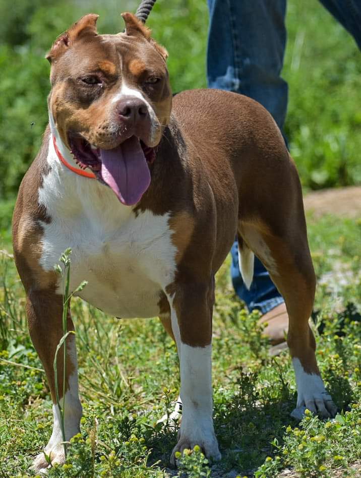 Dog Featured Image