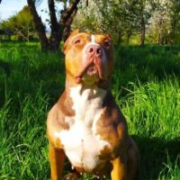 Dog Featured Image