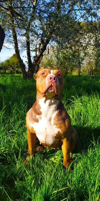 Dog Featured Image