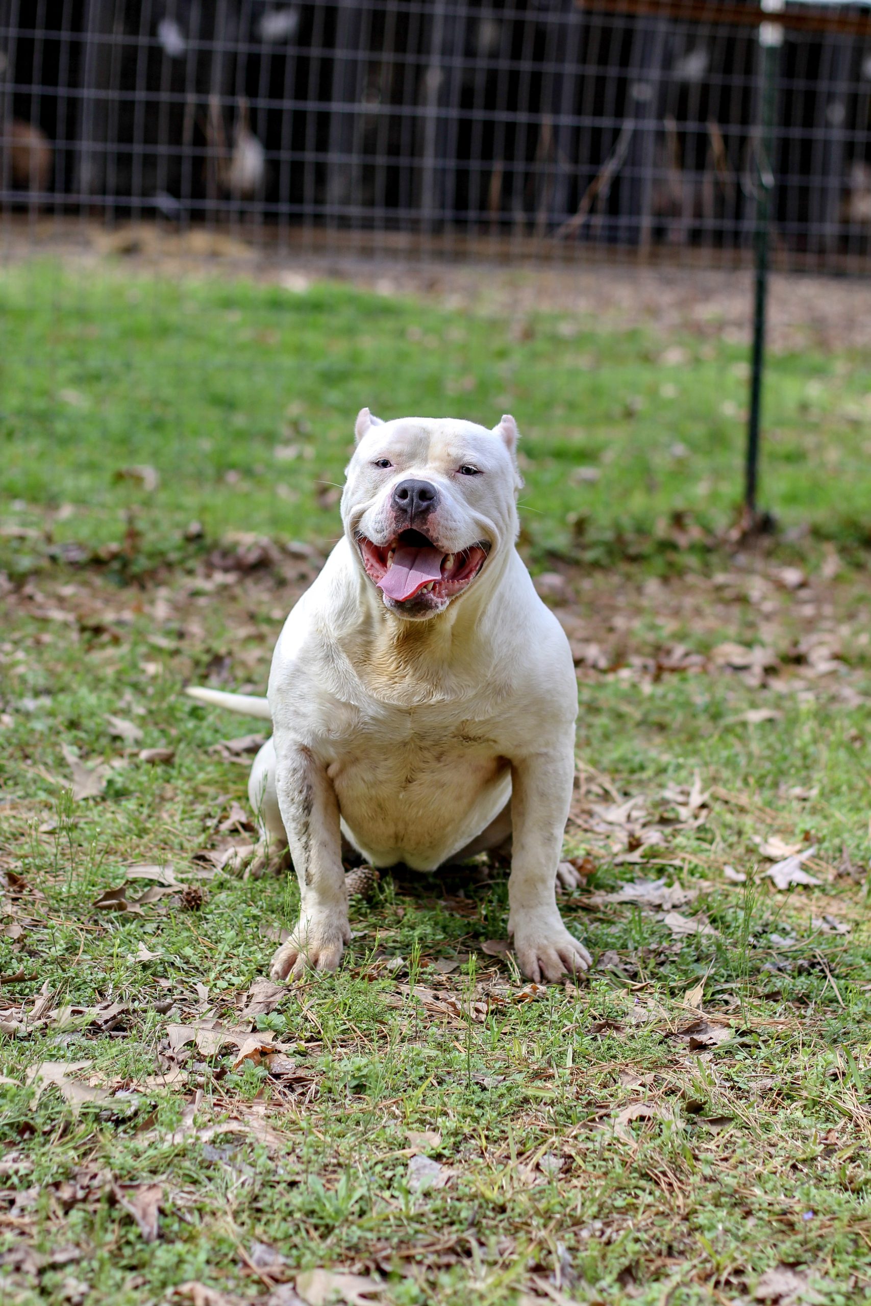 Dog Featured Image
