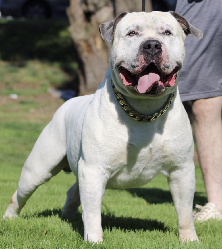 Dog Featured Image