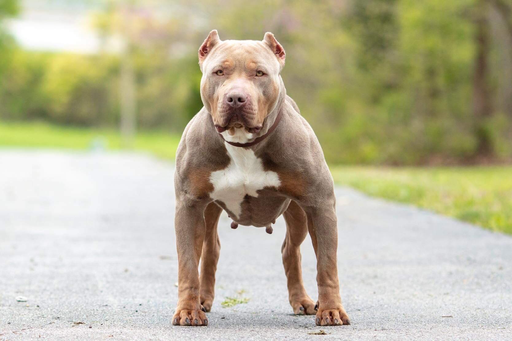 Dog Featured Image