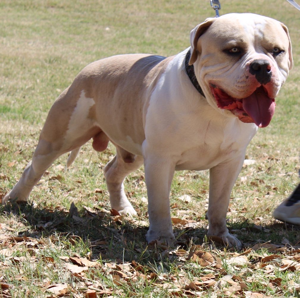 Dog Featured Image