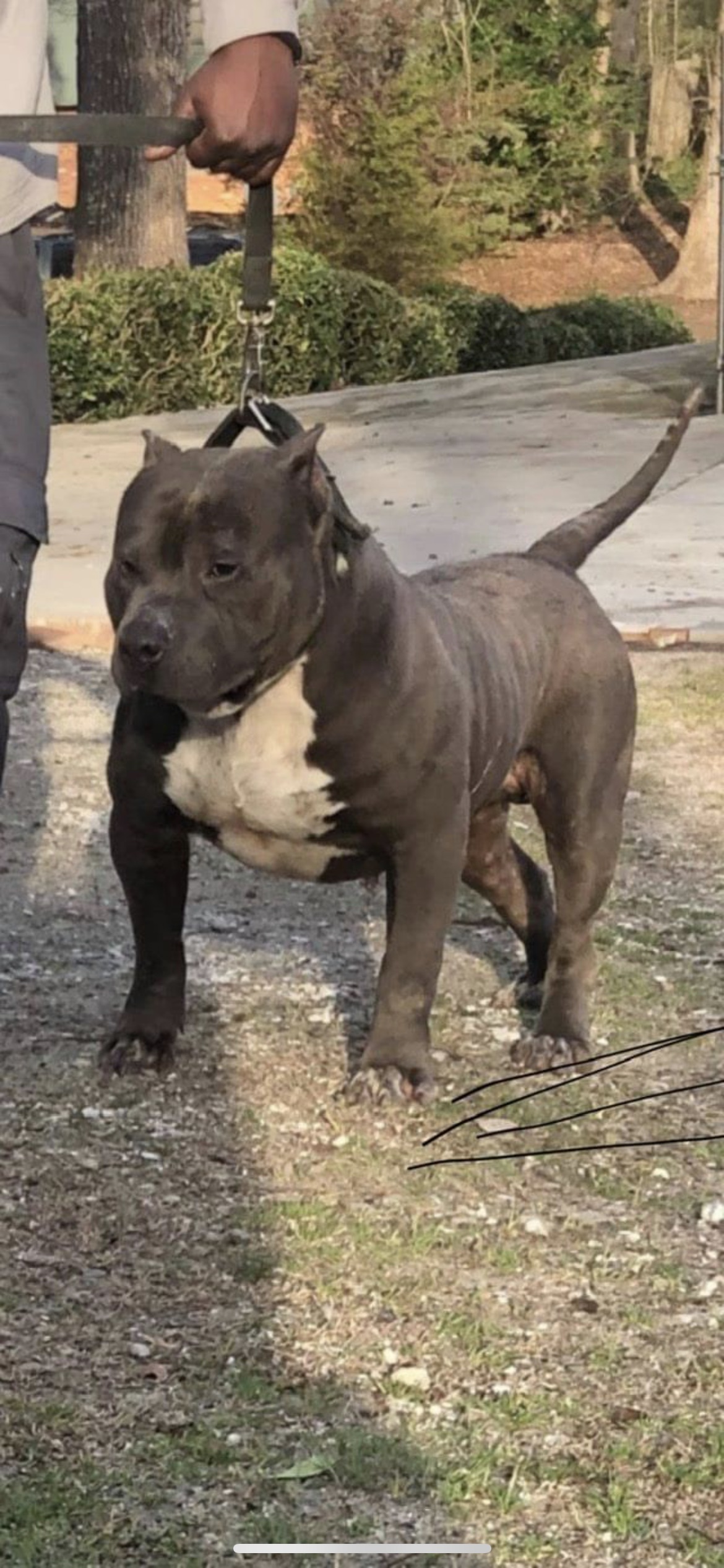 Dog Featured Image
