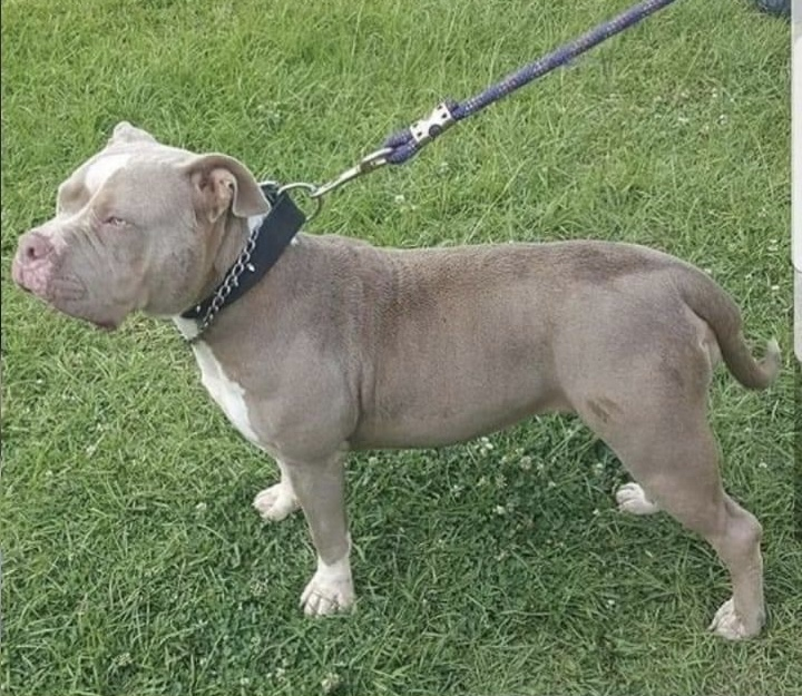 Dog Featured Image