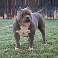 Braxton of bad boy kennel