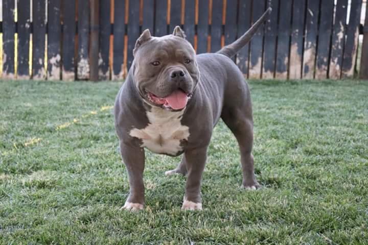 Dog Featured Image