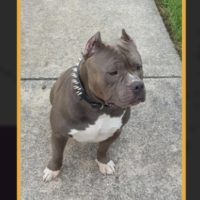 Garner’s Mr.Oxford aka OX