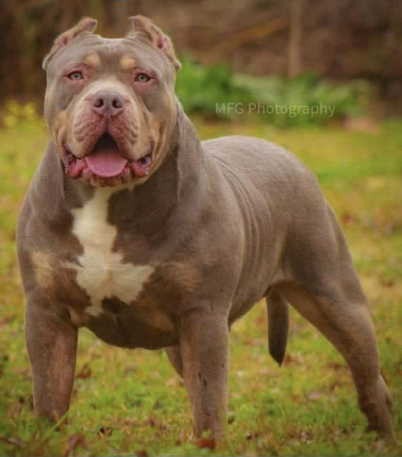 Dog Featured Image
