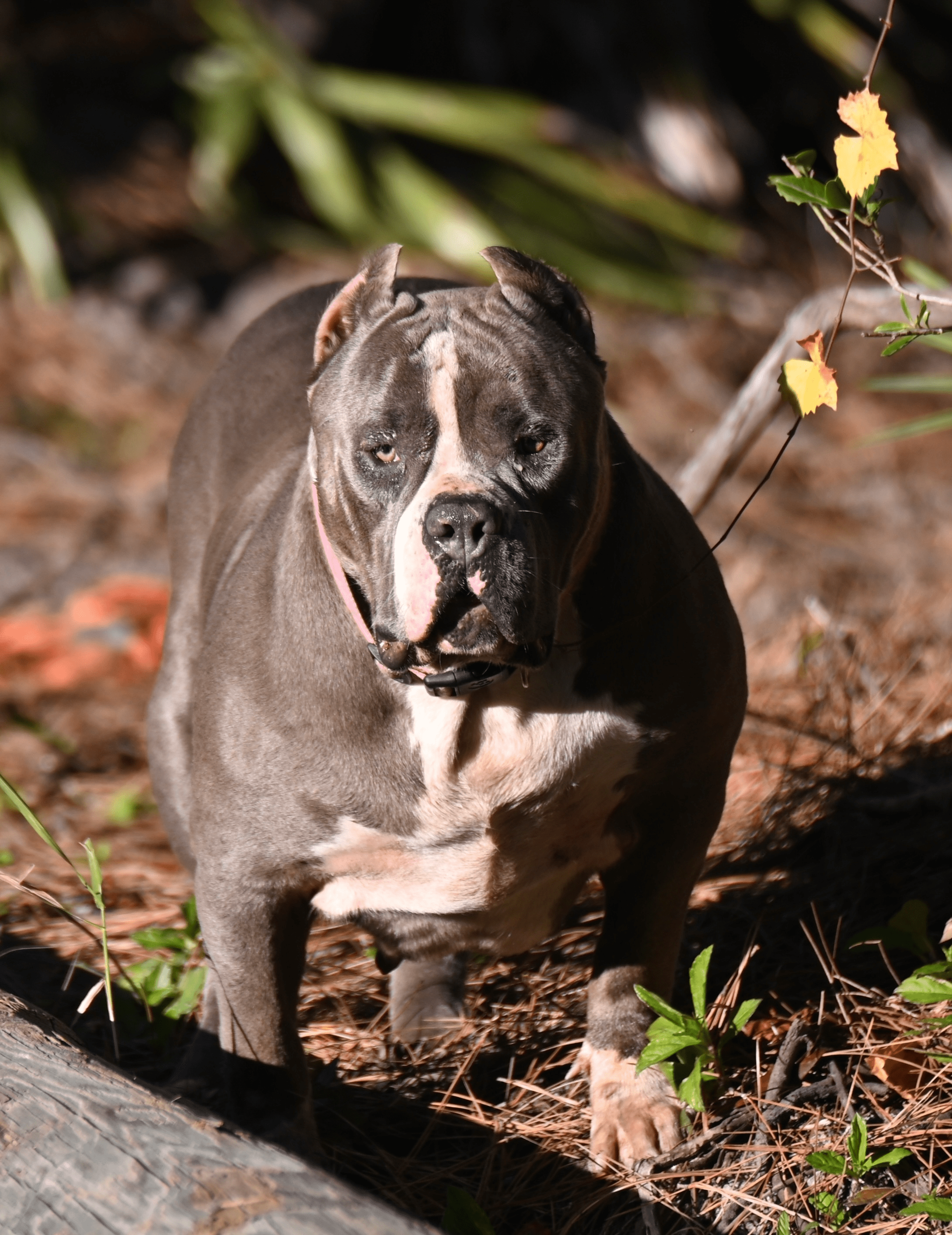 Dog Featured Image
