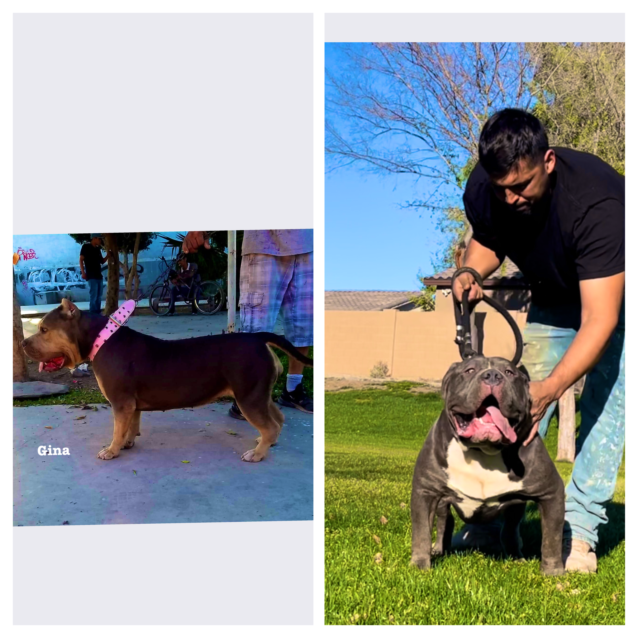 Dog Featured Image