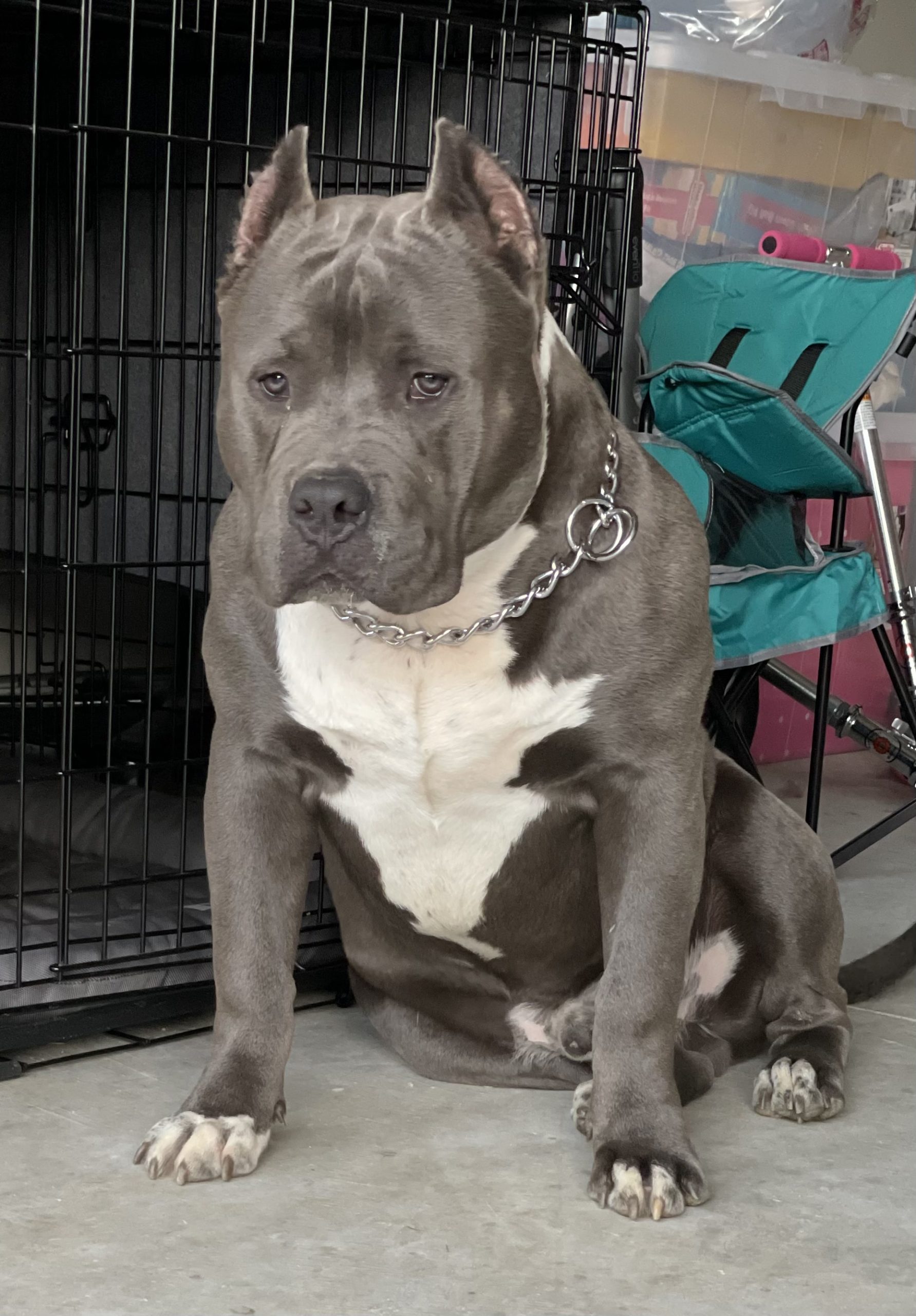 Dog Featured Image