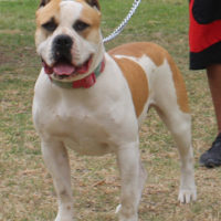 Jaw Dropping Bullies_SA Duchess