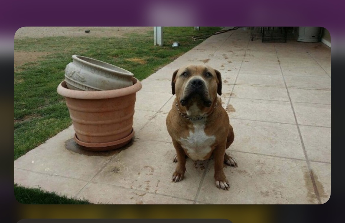 Dog Featured Image