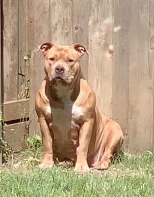 Dog Featured Image