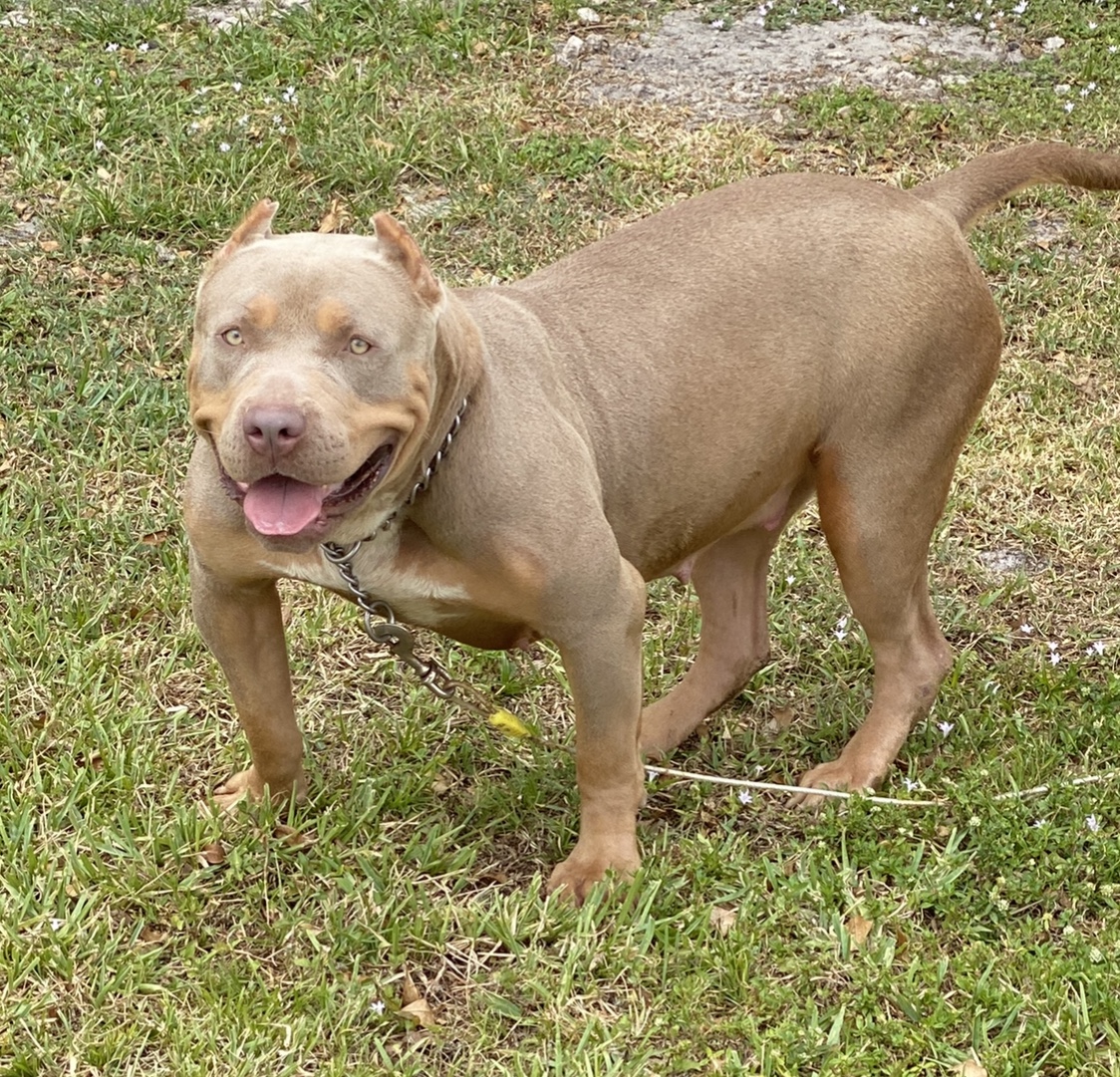Dog Featured Image
