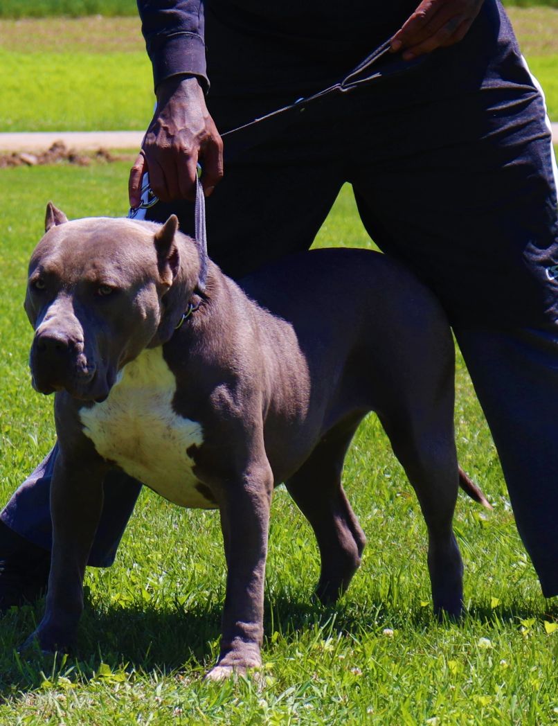 Dog Featured Image
