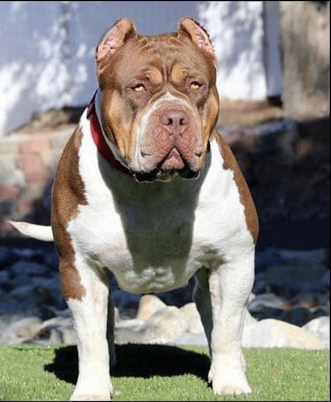 Dog Featured Image