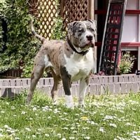 Dog Featured Image