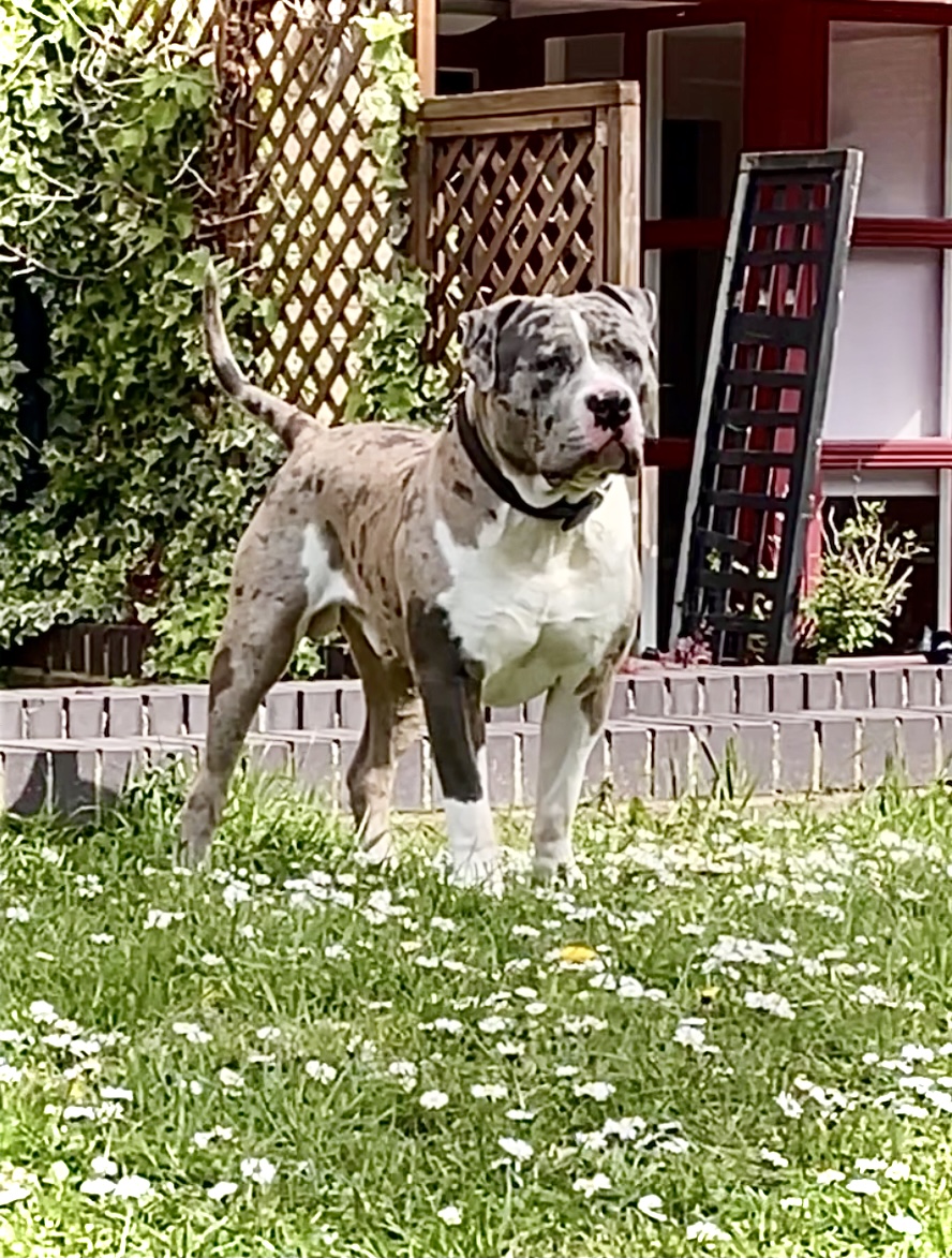 Dog Featured Image