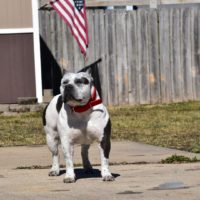 HARD KNOX BULLIES FIONA