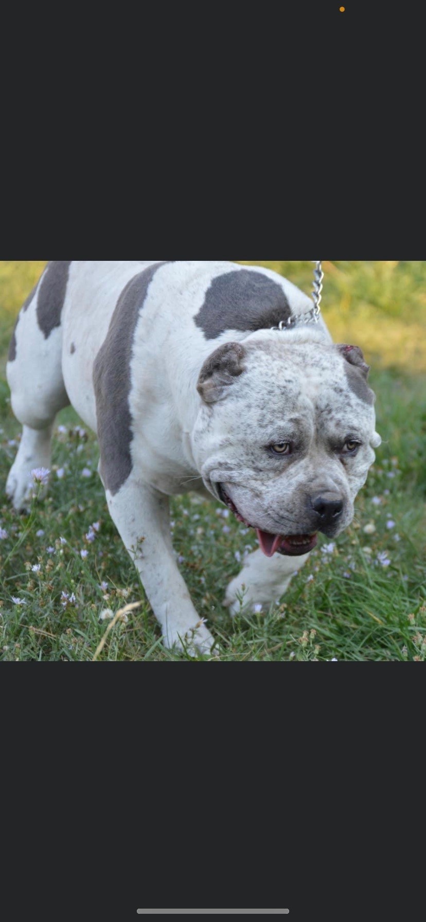 Dog Featured Image