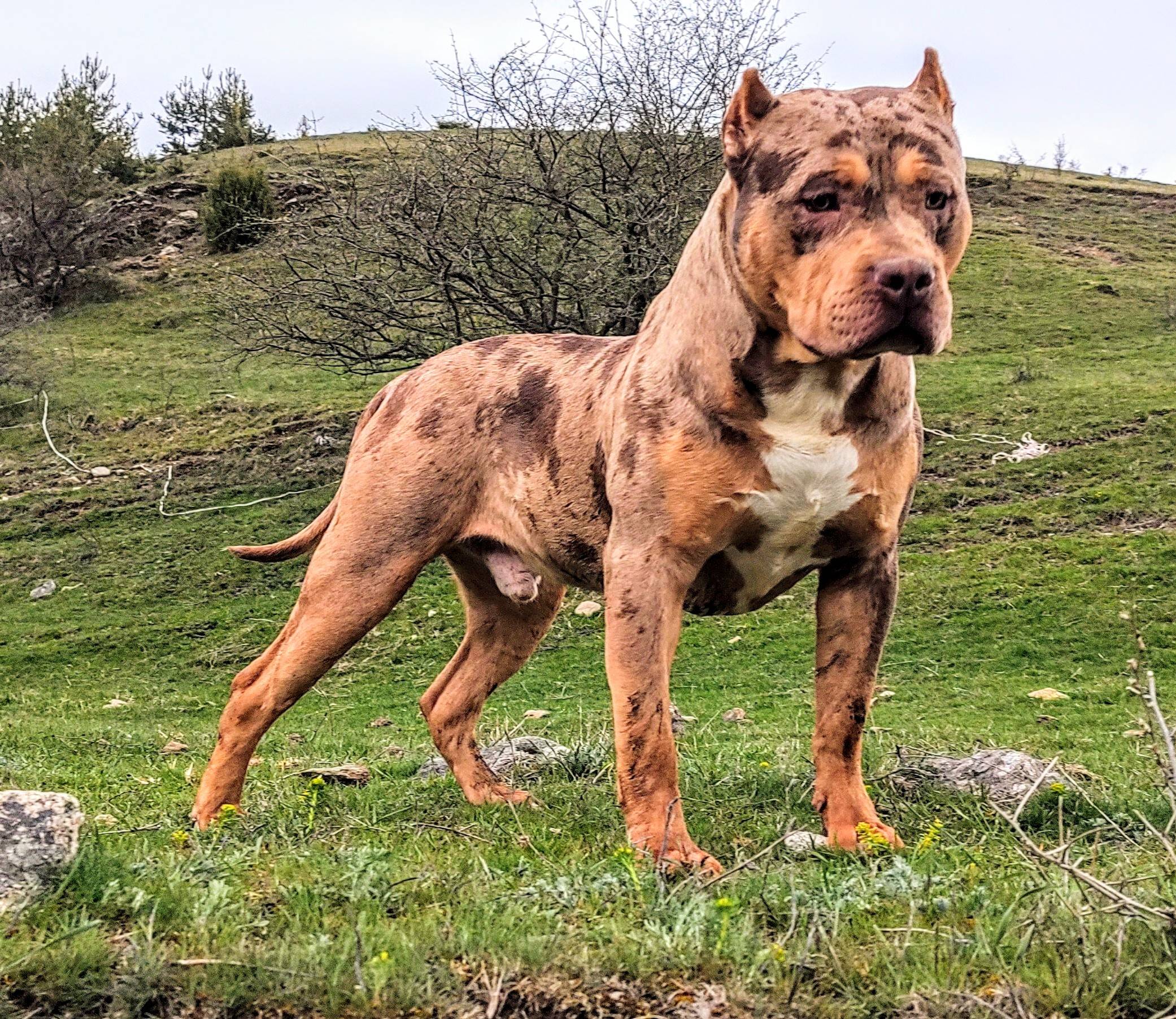Dog Featured Image