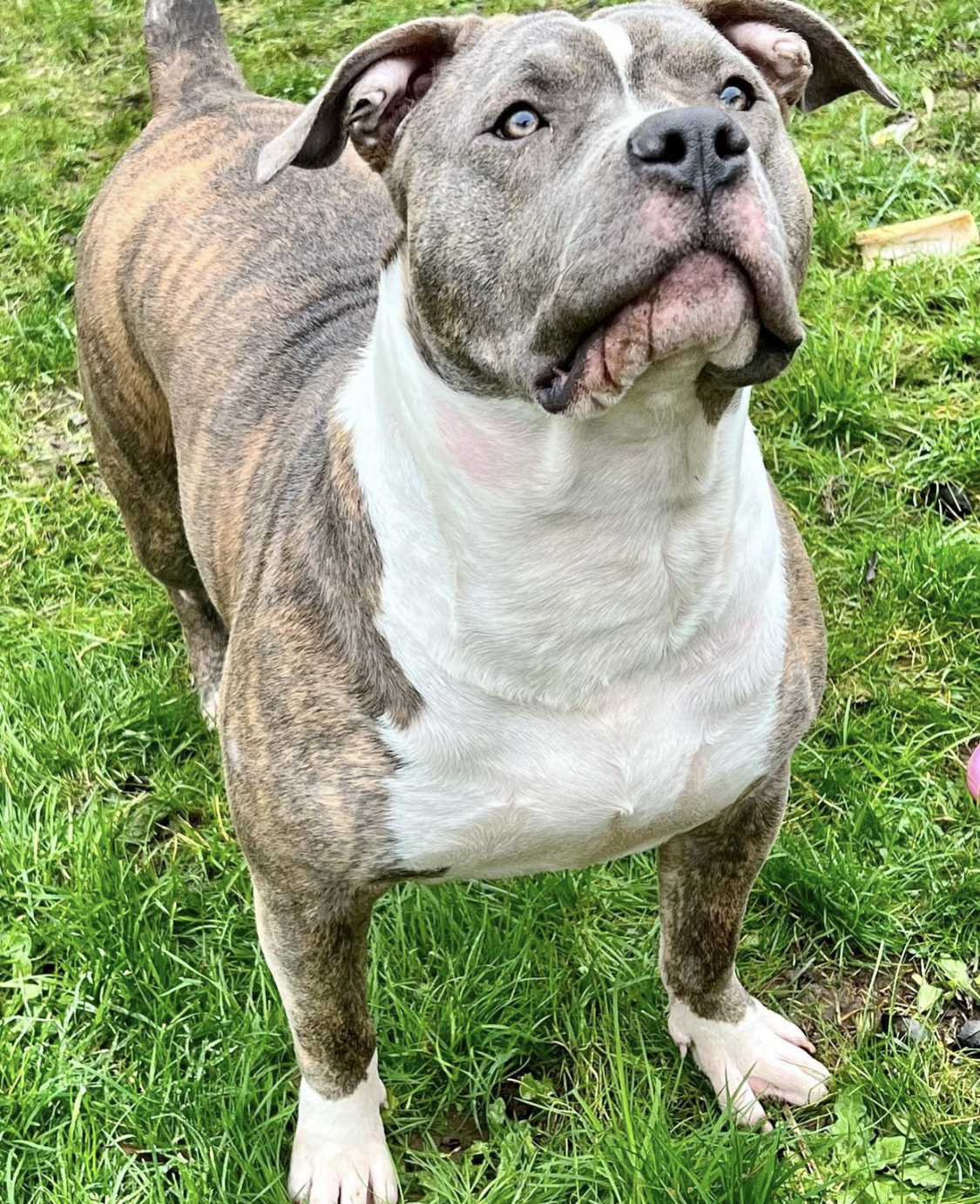 Dog Featured Image