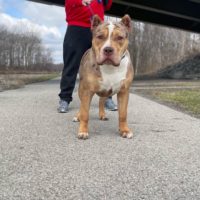 Dog Featured Image