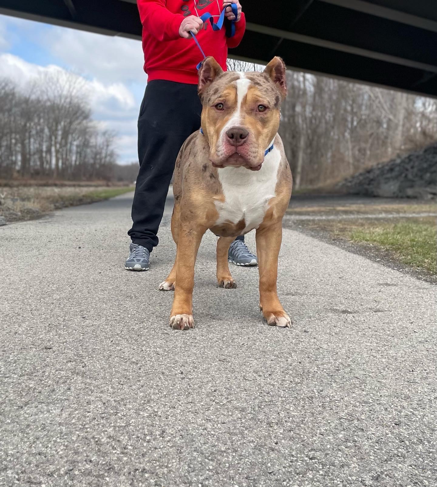Dog Featured Image
