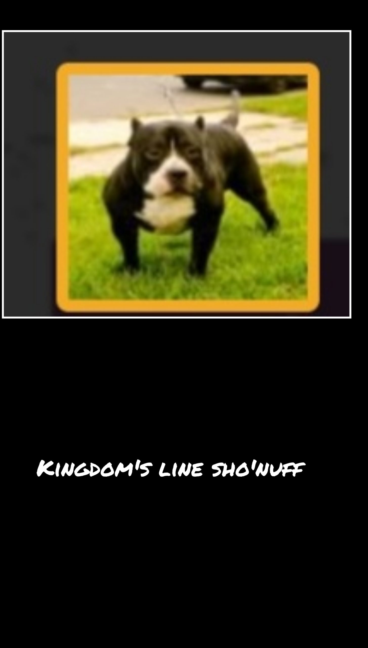 Dog Featured Image