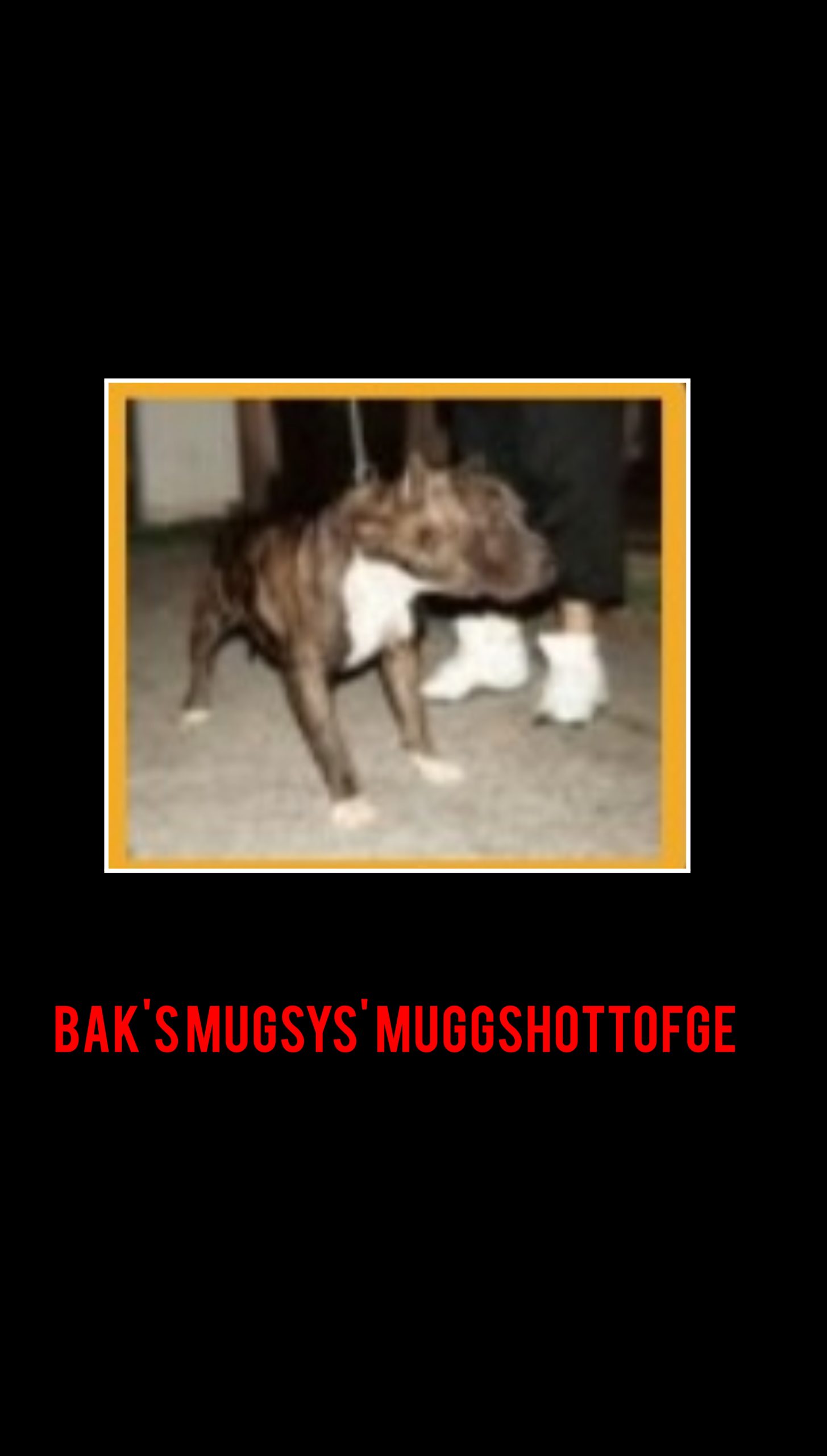 Dog Featured Image