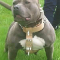 MADHOUSEBULLY’S BLUE GIRL BABY
