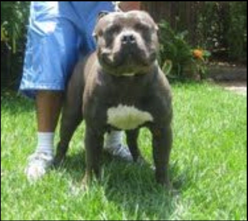 Dog Featured Image