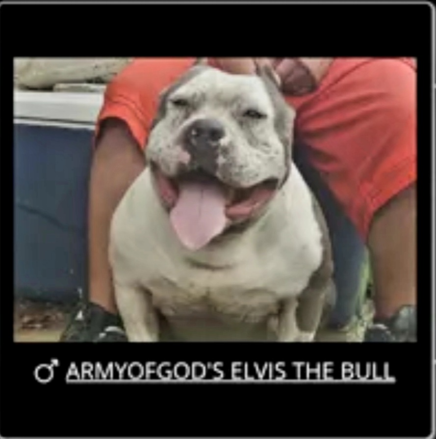 Dog Featured Image