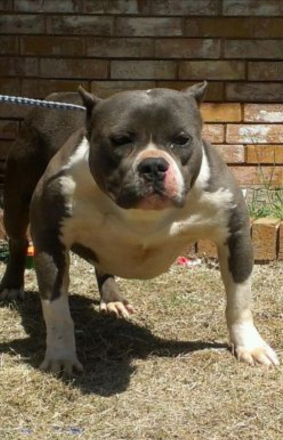 Dog Featured Image