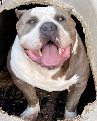 Dog Featured Image