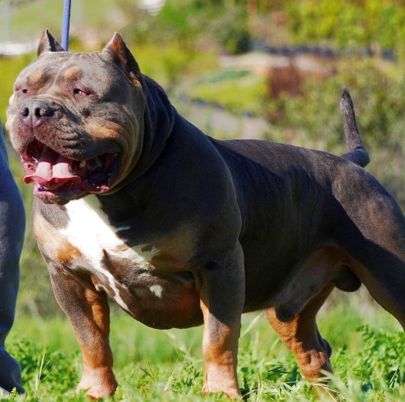 Dog Featured Image