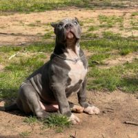 Dog Featured Image