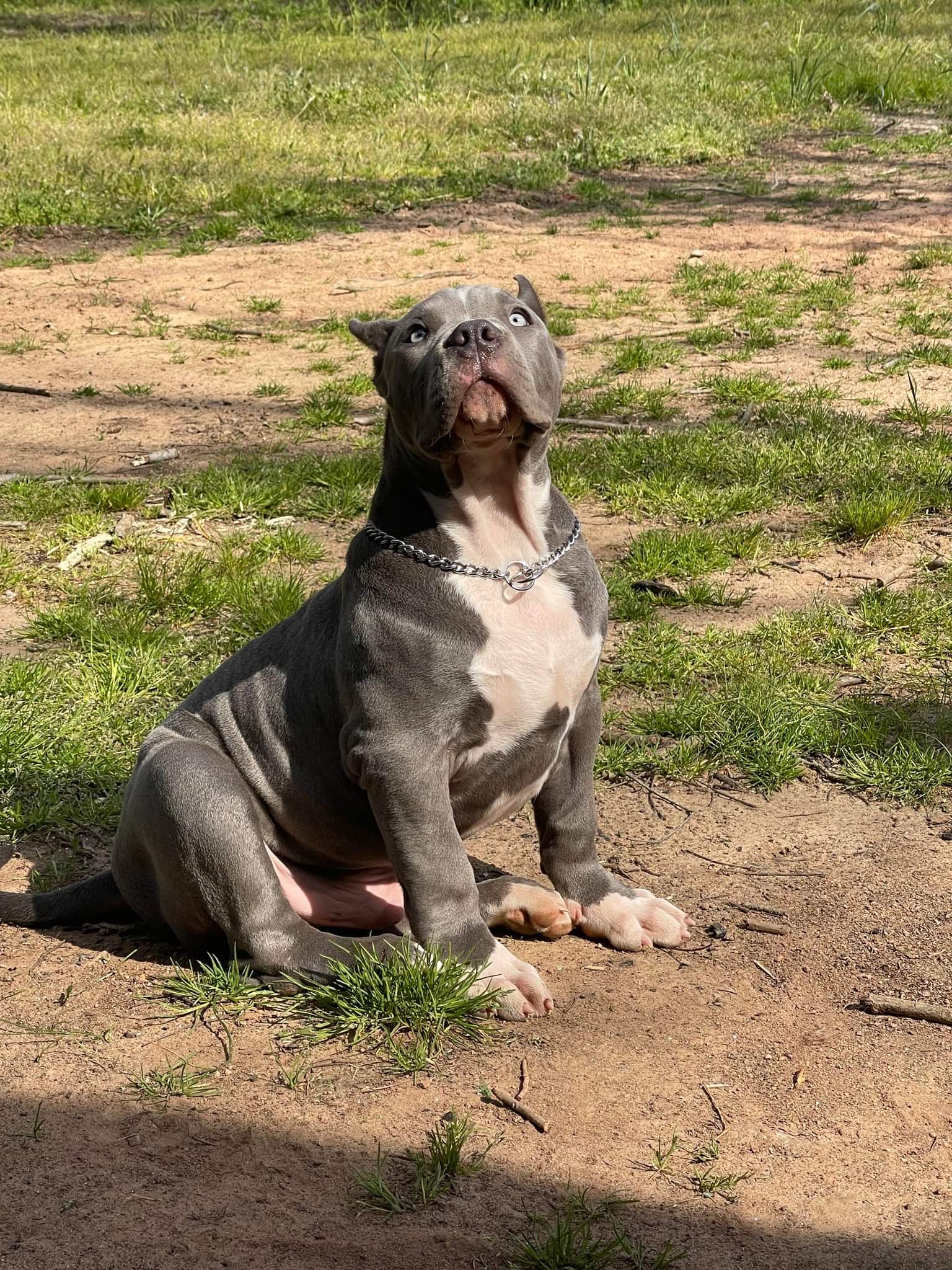 Dog Featured Image