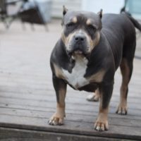 Dog Featured Image