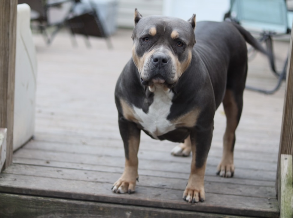 Dog Featured Image