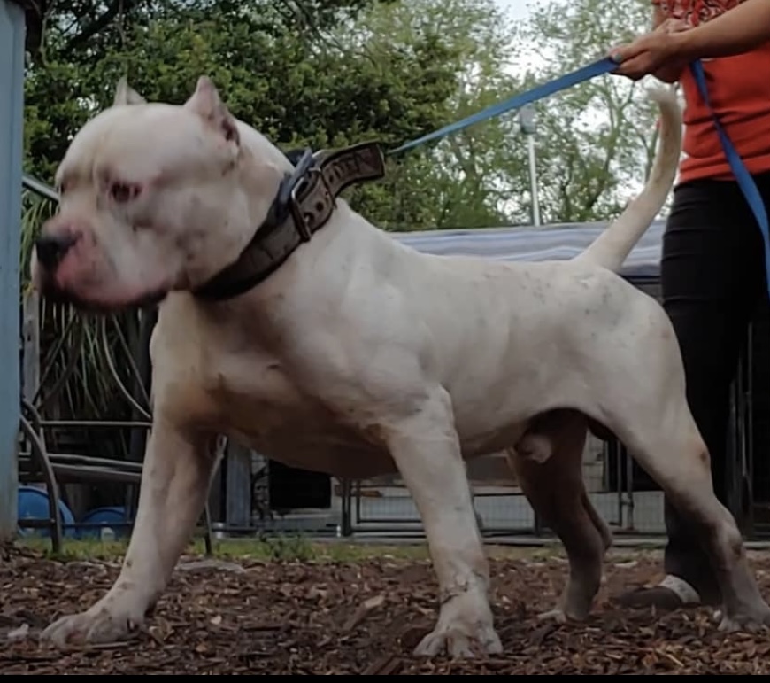 Dog Featured Image