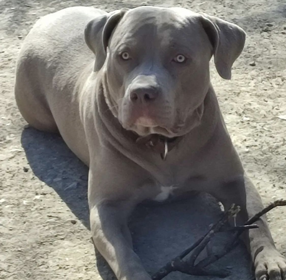 Dog Featured Image