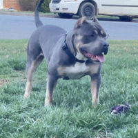 Dog Featured Image
