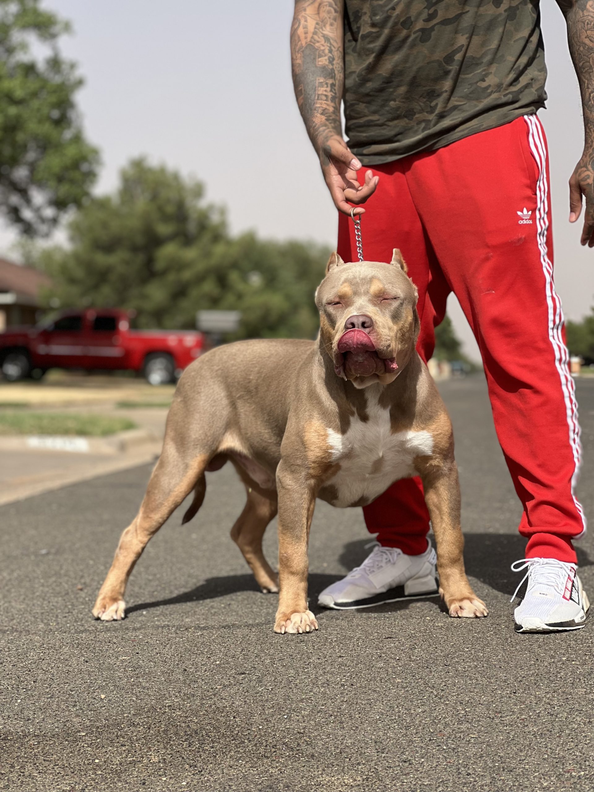 Dog Featured Image